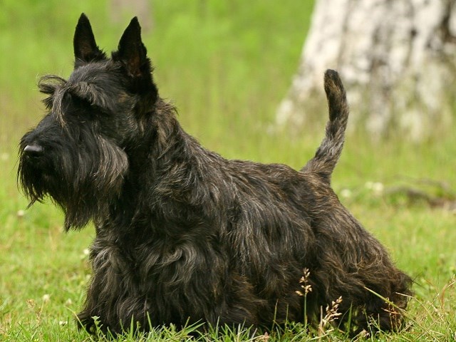 Scottish Terrier thumbnail